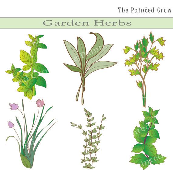Six illustrated garden herbs including mint, sage, parsley, chives, thyme, and oregano in a clean botanical style.