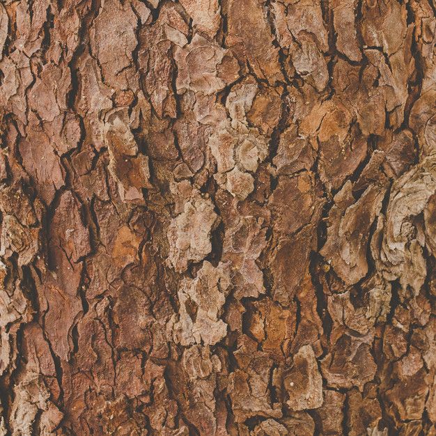 Natural Tree Bark Texture - High-Resolution Background & Design Resource