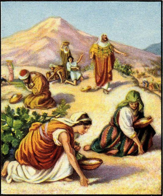 Biblical scene of people gathering manna in the desert with Moses and Israelites near a mountain.