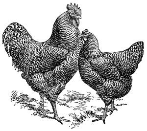 Black-and-white vintage engraving of a rooster and hen standing face-to-face on grassy ground.