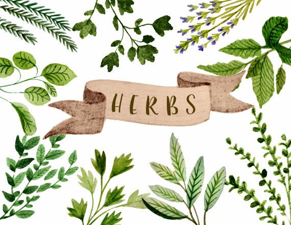 Vintage Herb Cliparts png images | PNGEgg - Clip Art Library