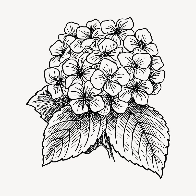 Black-and-white line drawing of a hydrangea flower cluster with detailed leaves and petals.