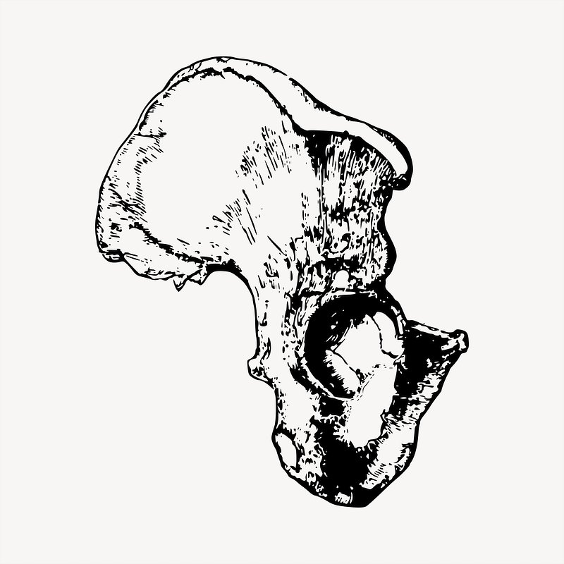 Detailed black-and-white anatomical illustration of a human pelvic bone, viewed laterally with visible acetabulum and iliac crest.