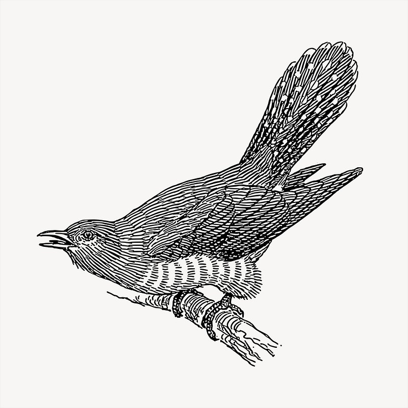 Black-and-white line drawing of a cuckoo bird perched on a branch, beak open, tail raised.