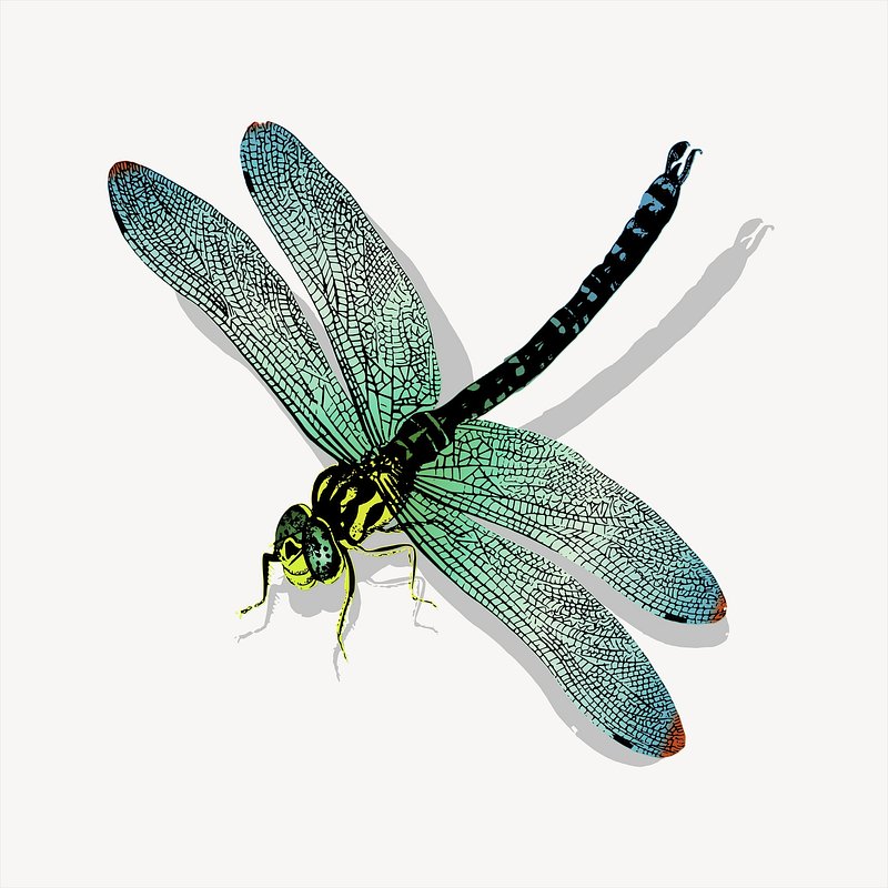 Stylized illustration of a dragonfly with iridescent green-blue wings, black-and-yellow body, and detailed venation on white background.