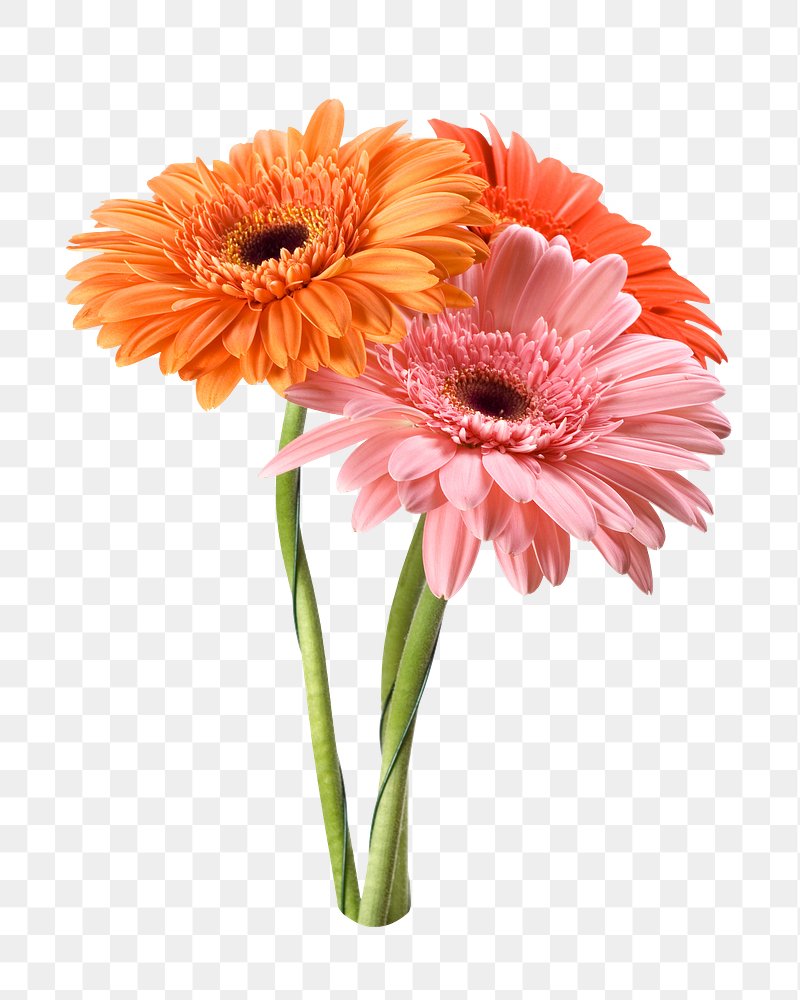 gerber daisy - Clip Art Library