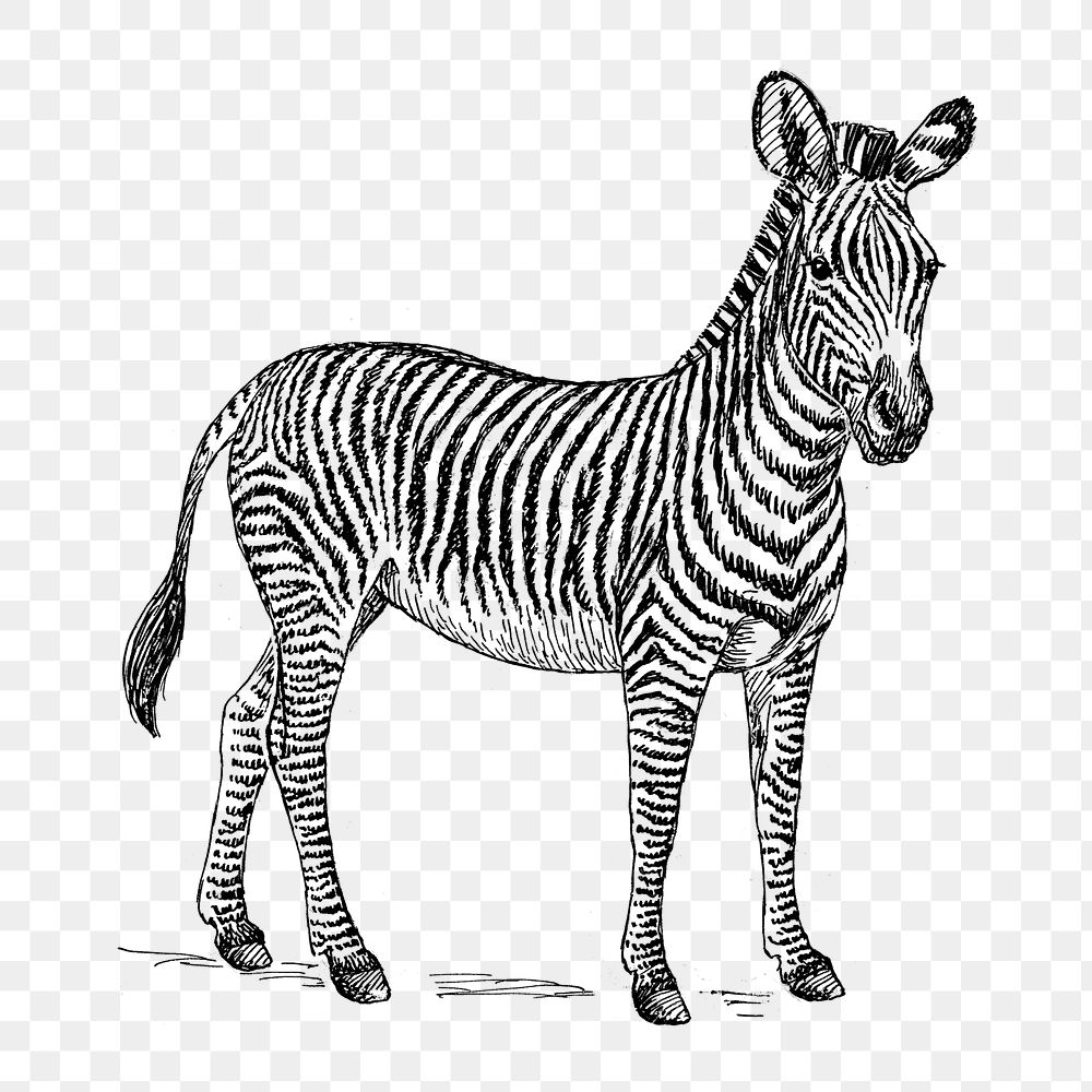 Black-and-white ink sketch of a standing zebra with detailed striped pattern and expressive posture.
