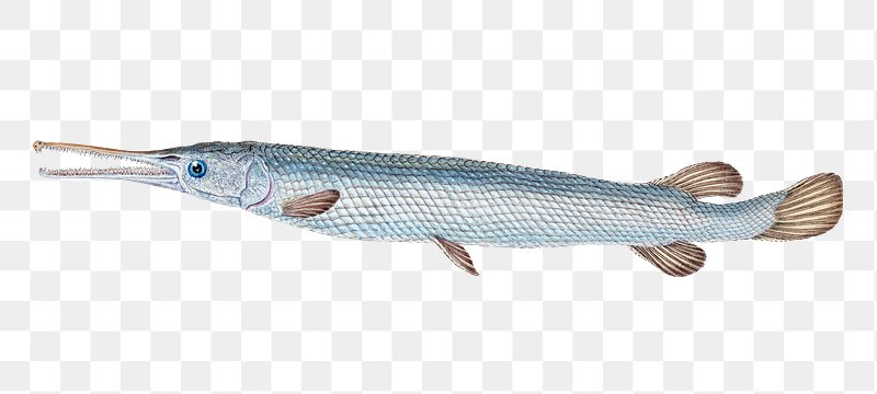 Illustration of a longnose gar fish with elongated snout, blue eye, and diamond-patterned scales on transparent background.