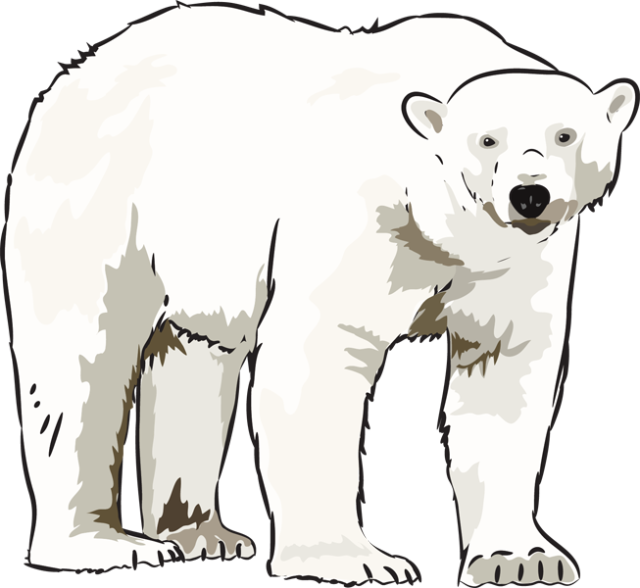 Polar Bear Illustration - Wildlife Art for Education & Conservation