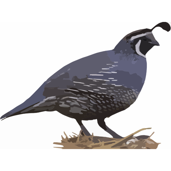 California Quail - Native Bird of the Western United States