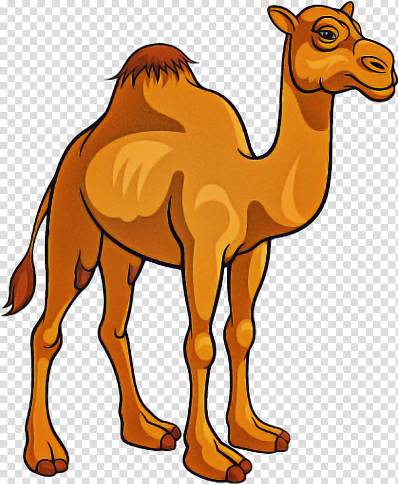 Camels Clipart Dromedary - Camel Clipart Png - Free Transparent - Clip ...