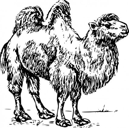 Black-and-white line drawing of a two-humped Bactrian camel standing in profile, detailed fur texture and sturdy legs.