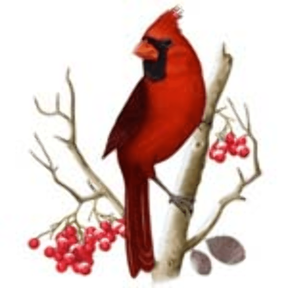 A vibrant red male Northern Cardinal perched on a bare branch with clusters of red berries.