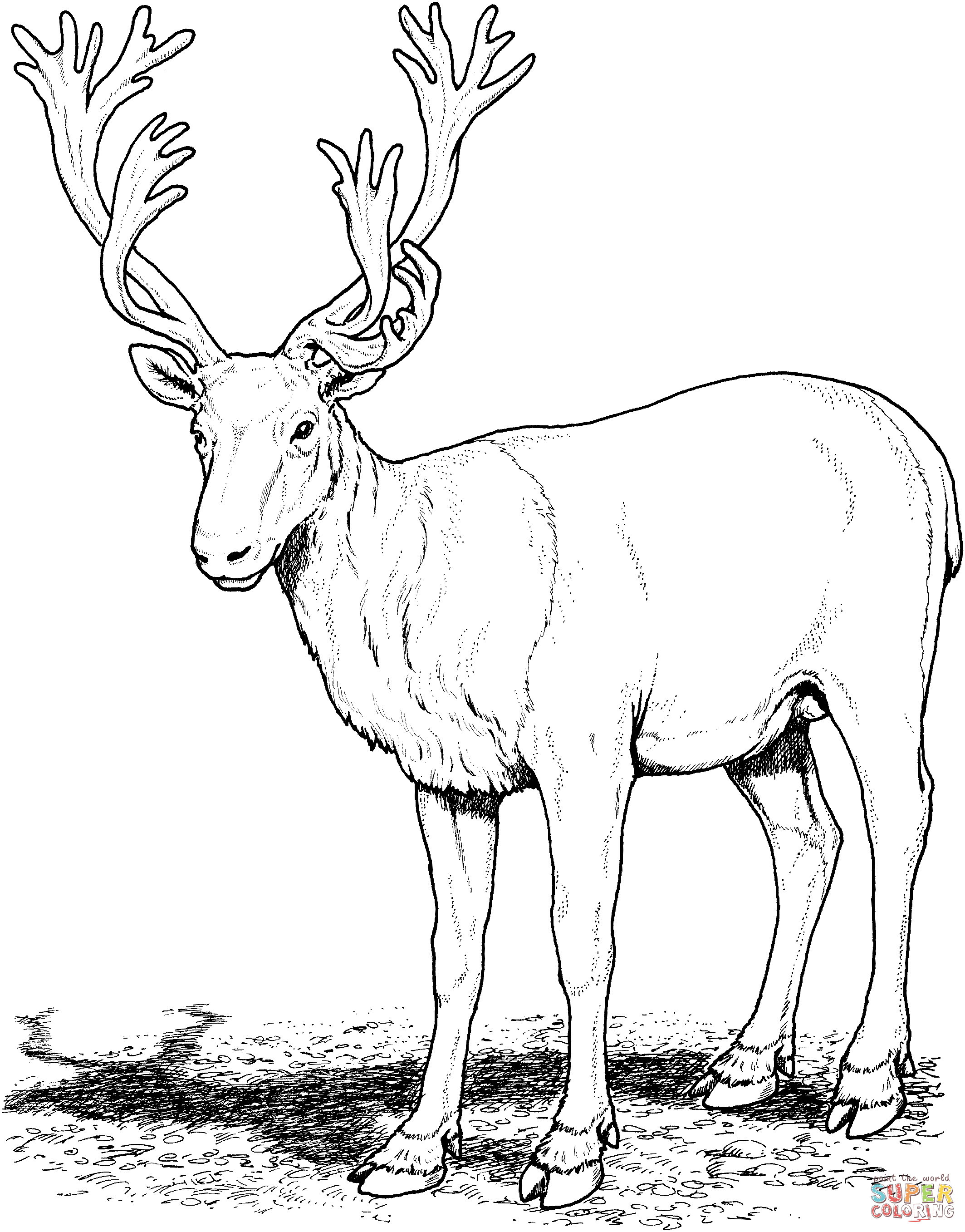 Detailed black-and-white line drawing of a majestic reindeer with large antlers standing on rocky ground.