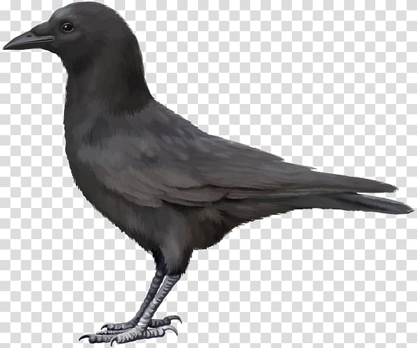 A realistic illustration of a black crow standing in profile against a transparent background.