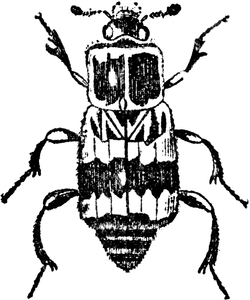 Black-and-white engraved illustration of a beetle with patterned elytra, segmented legs, and prominent antennae.