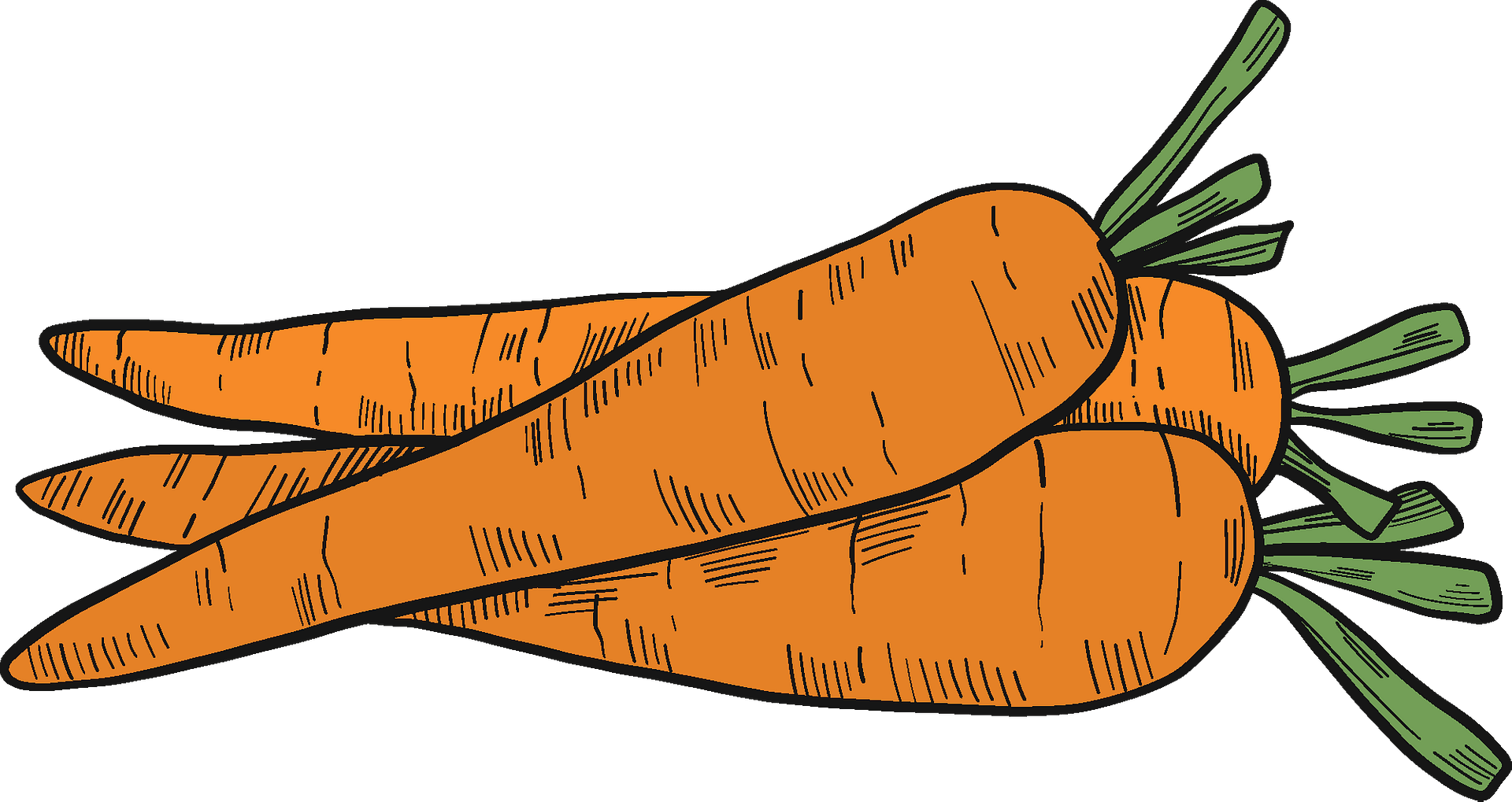 Carrot Root Vegetable - Free vector graphic on Pixabay - Pixabay - Clip ...