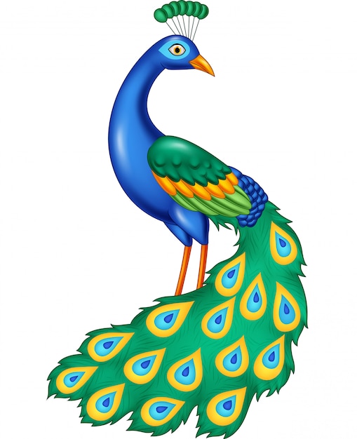 968 Peacock Realistic Color Drawing Images, Stock Photos, 3D objects, &  Vectors | Shutterstock