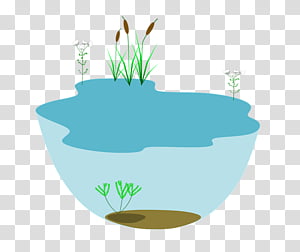 Illustration of a small pond with cattails, submerged aquatic plants, and clear water in a bowl-like shape.