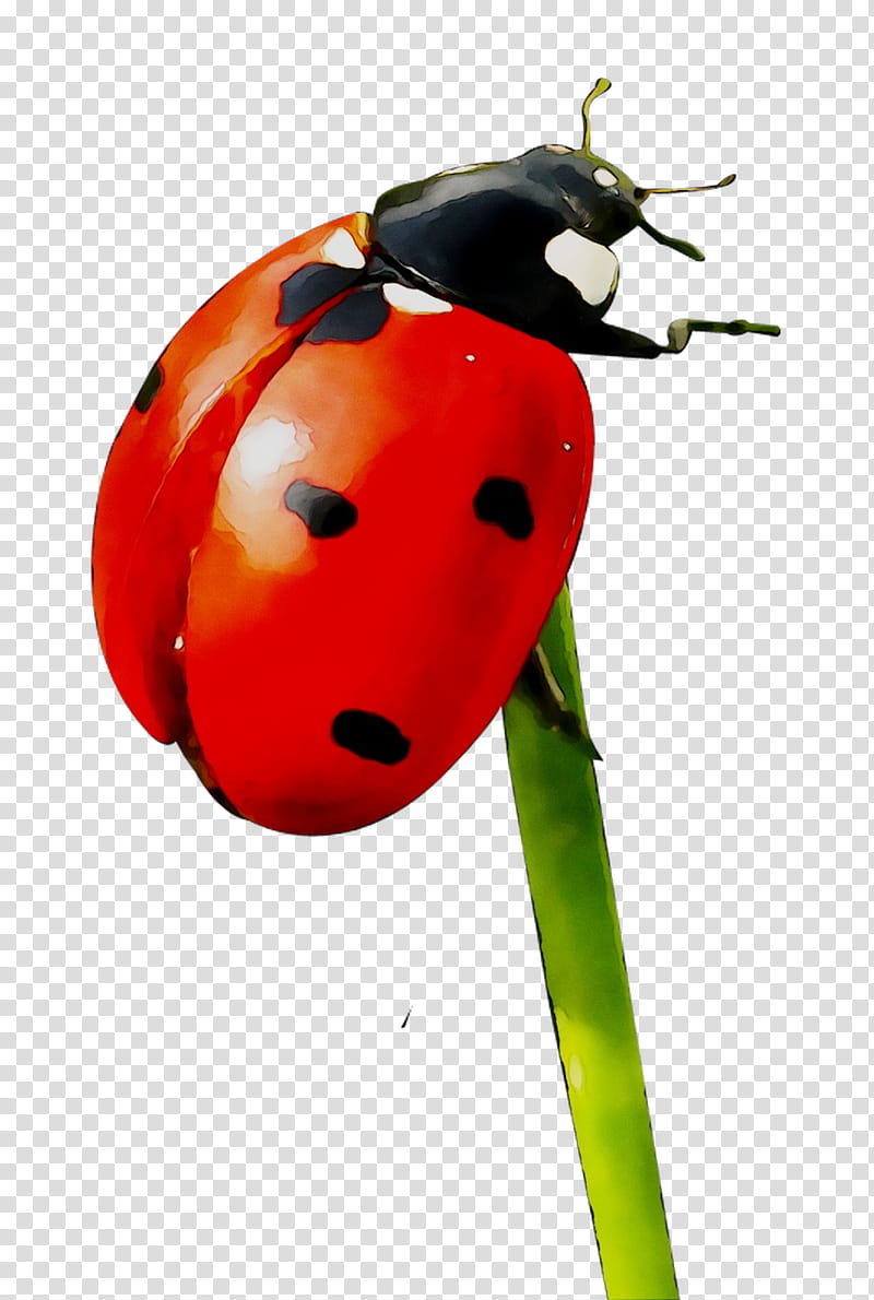 A vibrant red ladybug with black spots perched on a green plant stem against a transparent background.