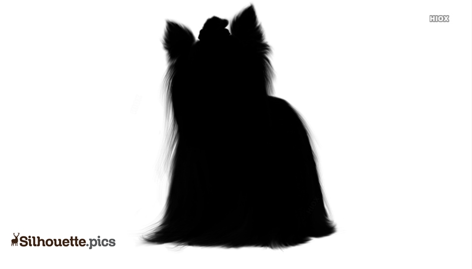 Silhouette of a long-haired dog, possibly a Yorkshire Terrier, viewed from behind with a bow on its head.