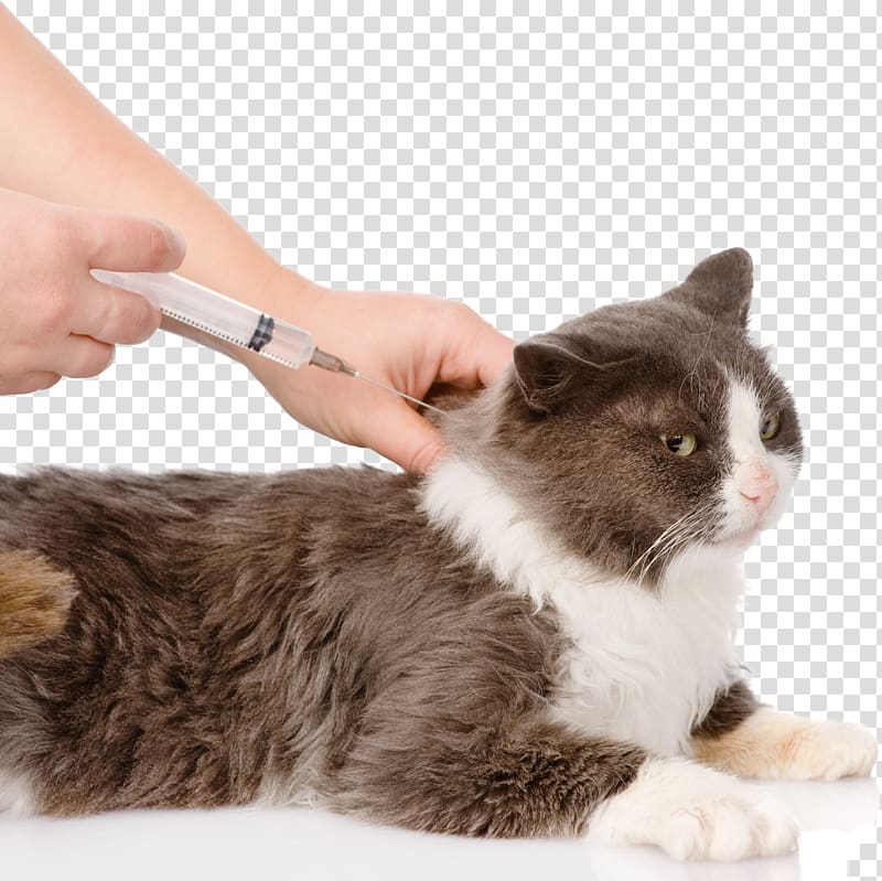 Dog vaccination color line icon vaccine Royalty Free Vector