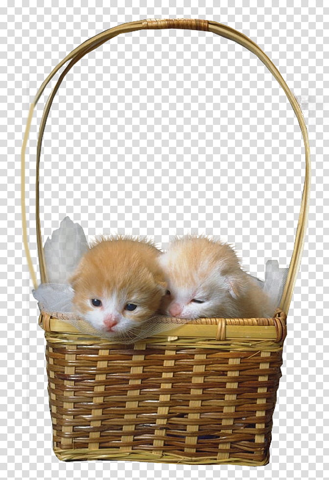 Two fluffy orange-and-white kittens nestled in a woven wicker basket with sheer fabric lining.