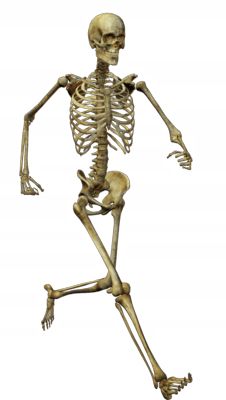 Anatomically accurate human skeleton in a dynamic running pose against white background.