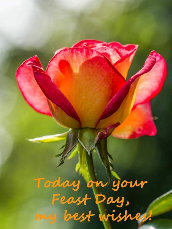 Vibrant red-and-yellow rose in bloom with green foliage background and festive text: “Today on your Feast Day, my best wishes!”