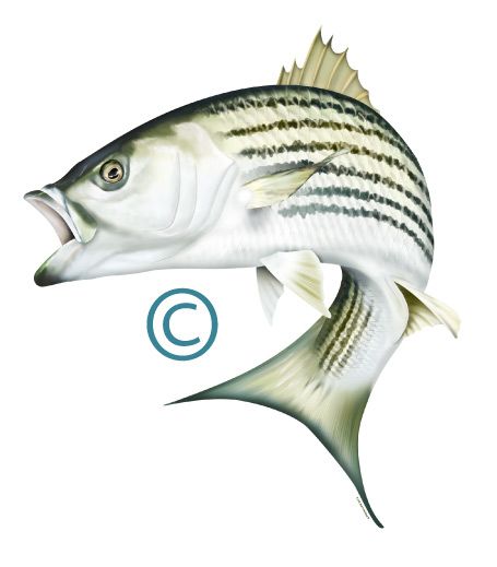 Striped Bass Illustration | Marine Fish Species Guide