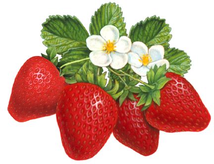 Fresh red strawberries with green leaves and white blossoms, illustrated in botanical style.