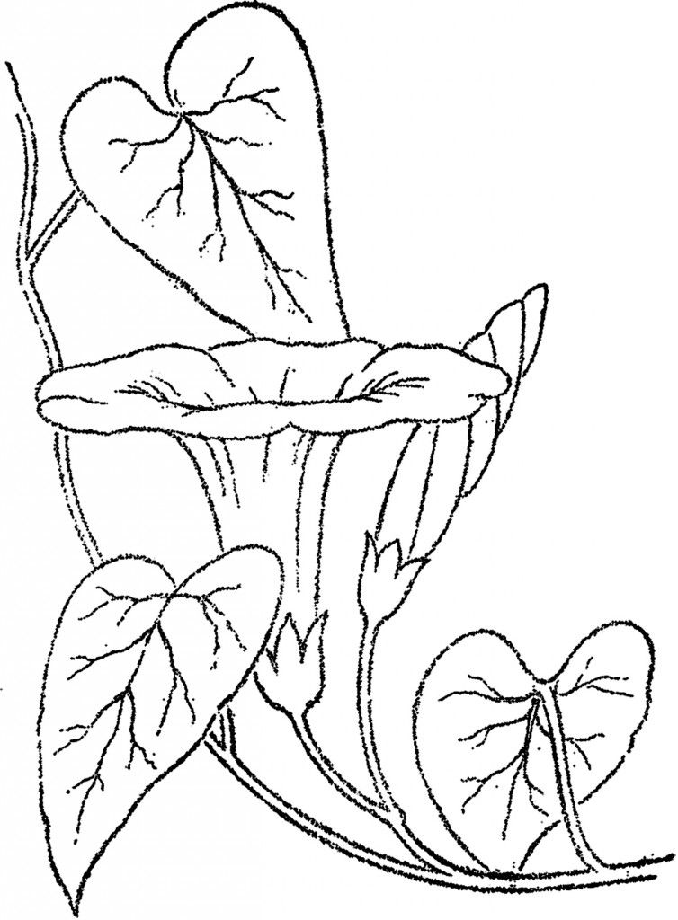 Line drawing of a morning glory flower with heart-shaped leaves and vine tendrils.