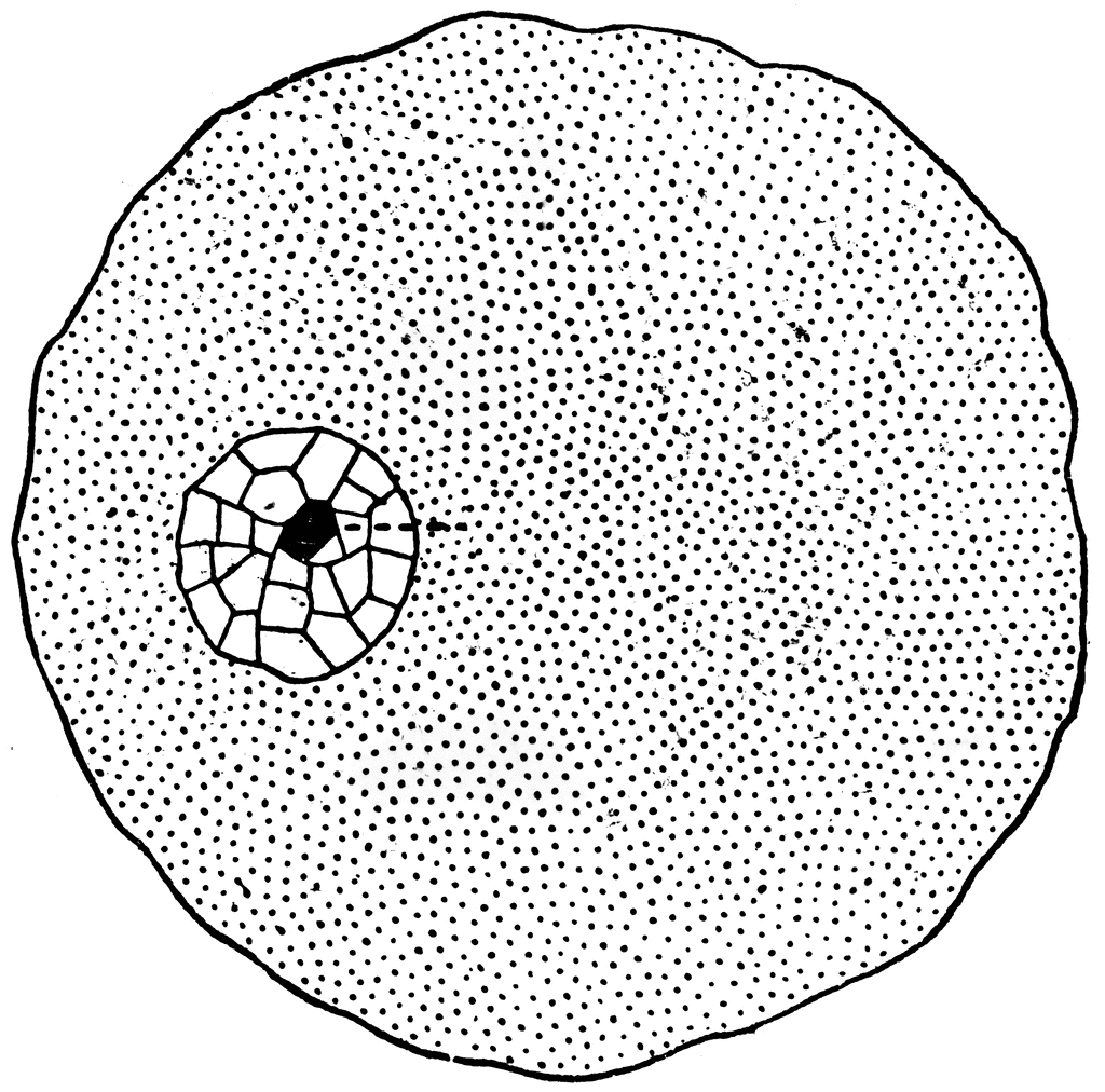 Microscopic view of a cell with a detailed nucleus and dotted cytoplasm background.
