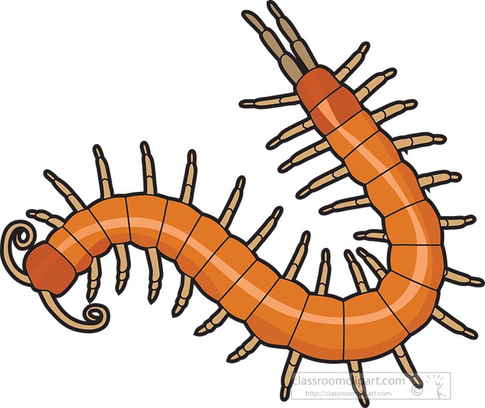 Realistic Centipede With Shadow Isolated Royalty Free SVG - Clip Art ...