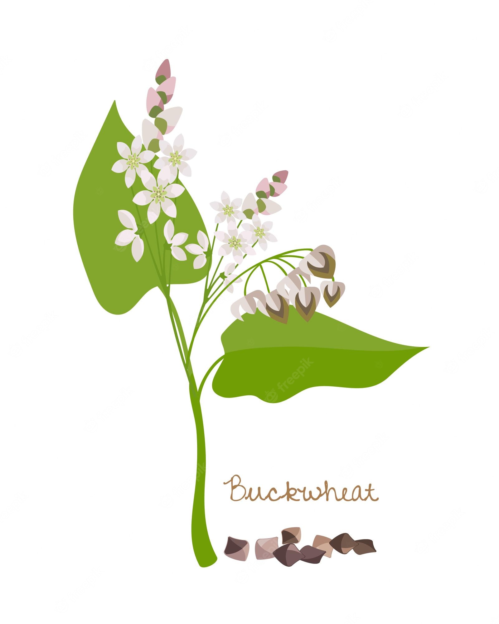 Illustration of buckwheat plant with green leaves, white flowers, and triangular seeds labeled "Buckwheat".