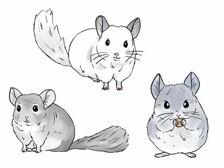 Three illustrated chinchillas in different poses: standing, sitting, and eating a nut.