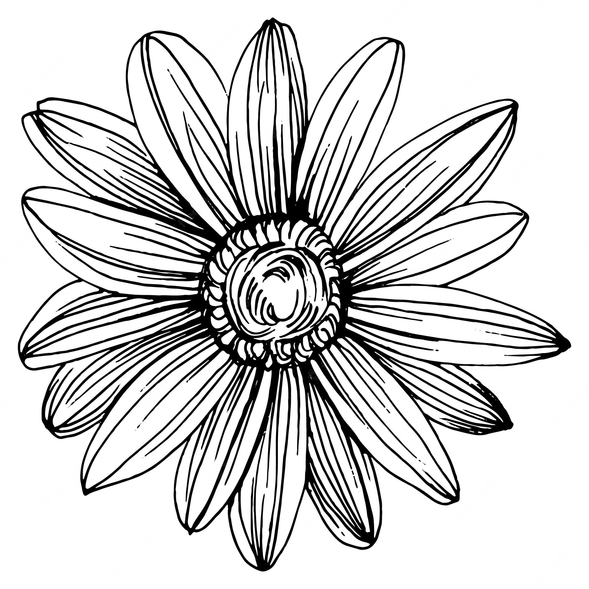 Black and white line drawing of a daisy with detailed petals and textured center.