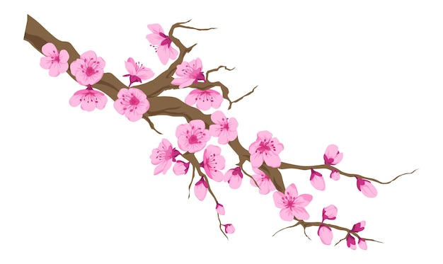 Delicate pink cherry blossom branch with blooming flowers on a white background.