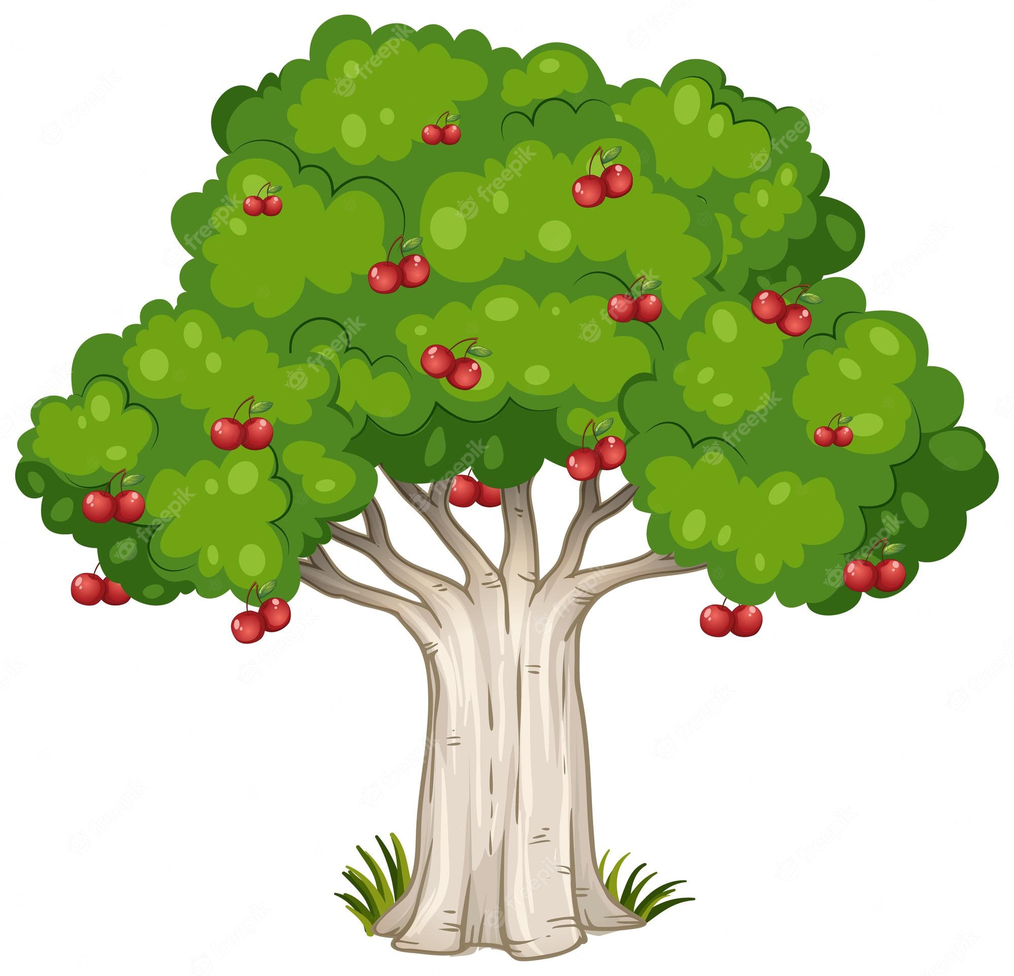 Cherry Tree. Vector Illustration. Cherry Fruit Tree Plant. Flat - Clip ...