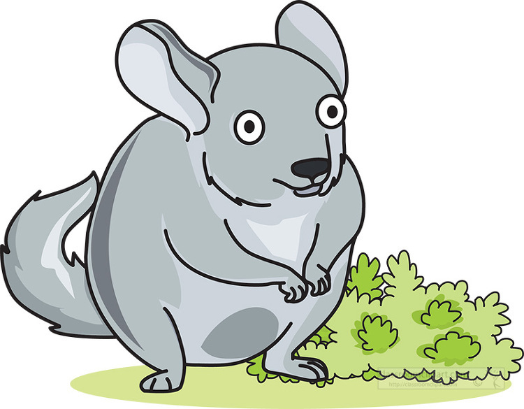 chinchillas - Clip Art Library