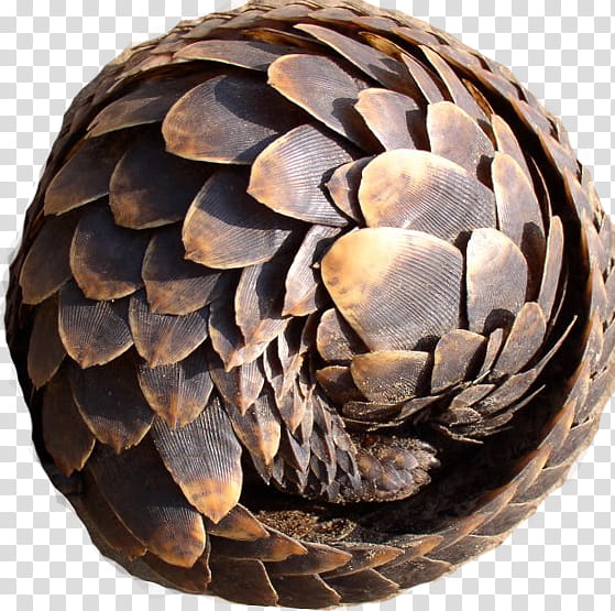 A pangolin curled into a tight, protective ball, showcasing its overlapping keratin scales in rich brown tones.