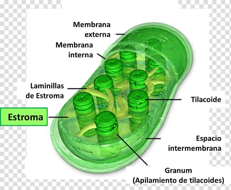 Chloroplast Structure Diagram - Key Components Explained