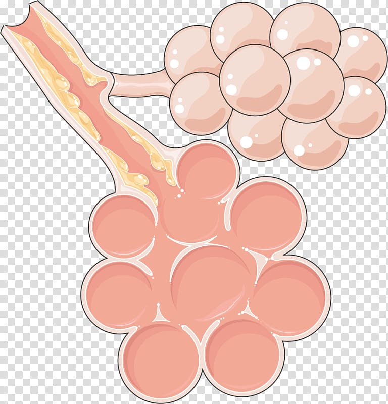 Alveoli and Bronchiole Anatomy Diagram - Respiratory System Structure