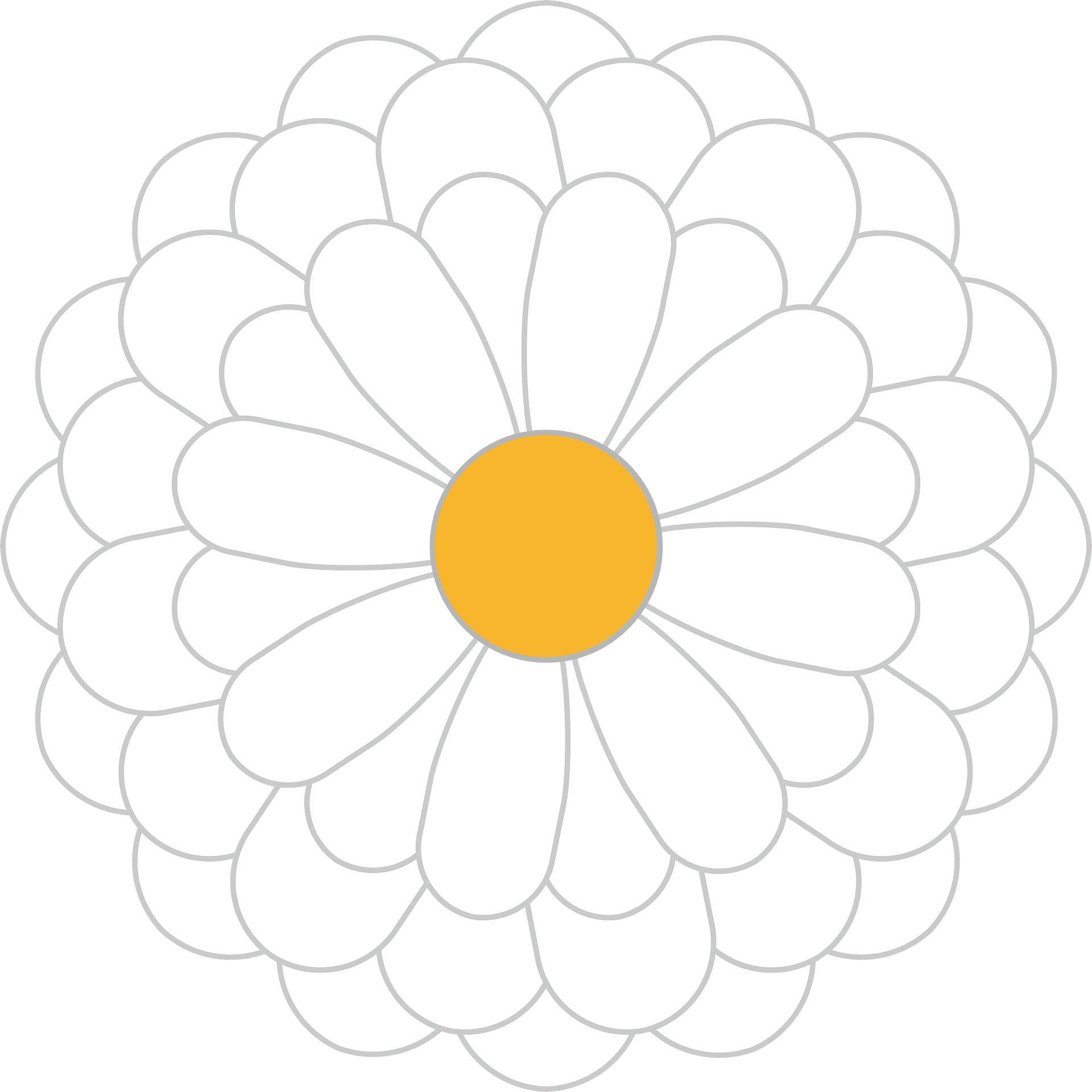 Yellow Chrysanthemum PNG Transparent Background And Clipart Image 
