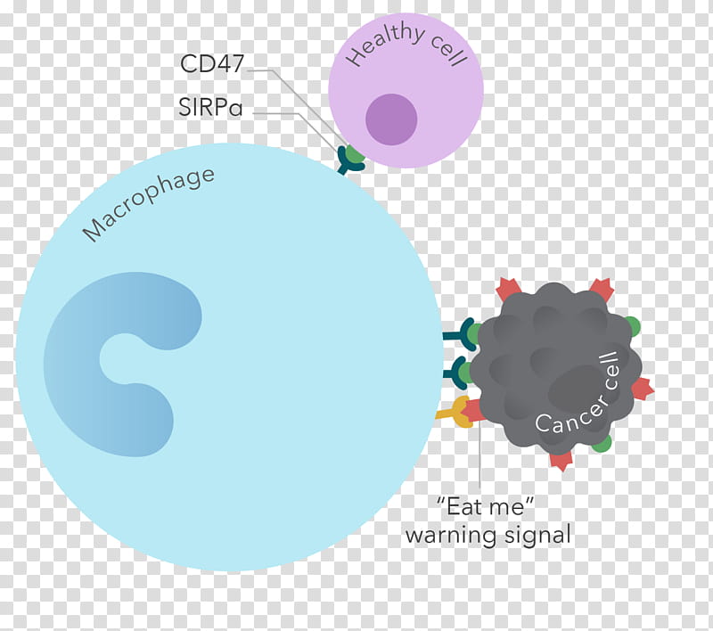 550+ Macrophage Illustrations, Royalty-Free Vector Graphics & Clip ...