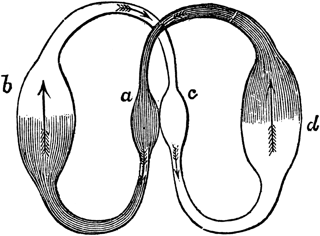 Diagram of a double-loop circulatory system with labeled chambers (a, b, c, d) and directional blood flow arrows.