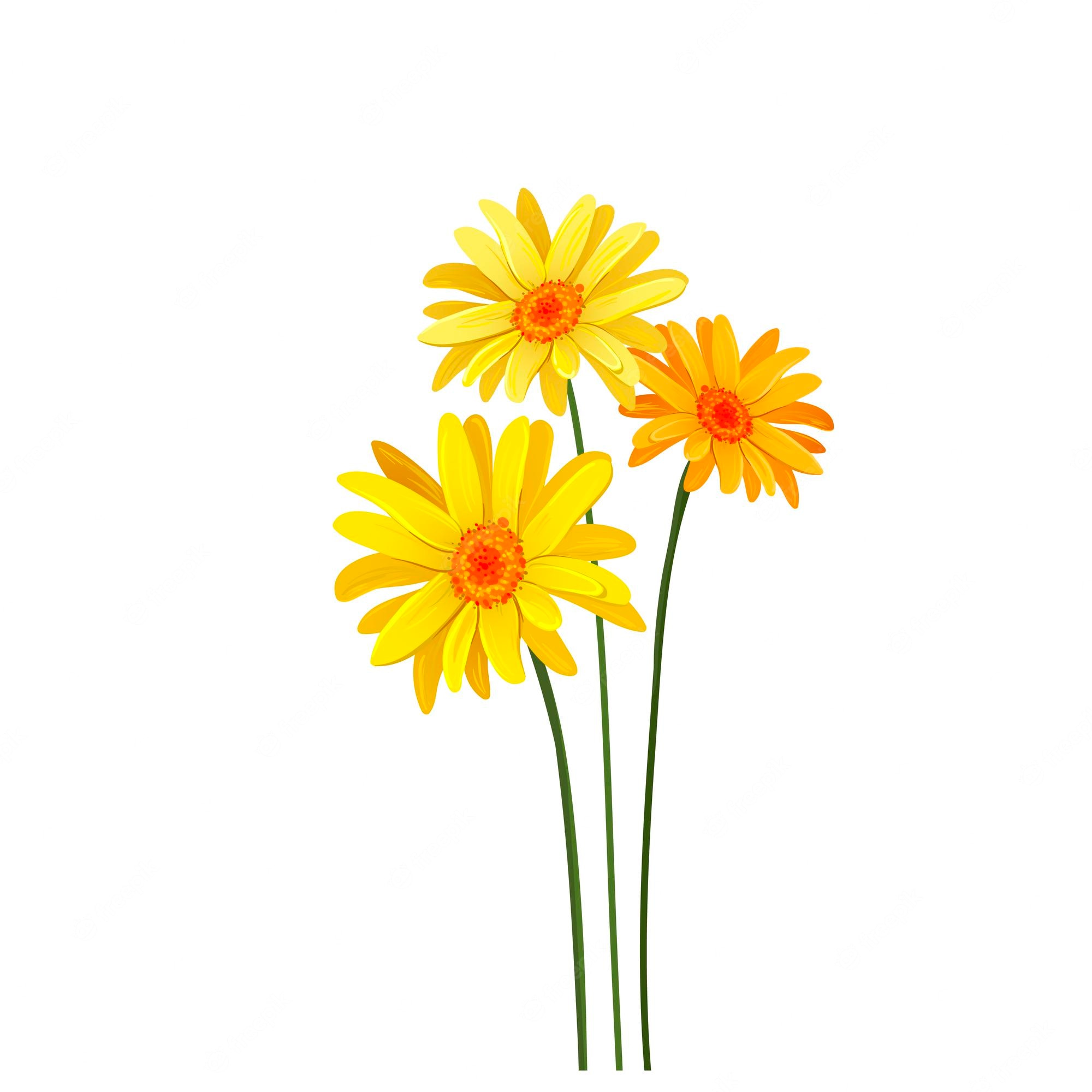 Flower Mayweed Chamaemelum Nobile Chamomile Clip Art PNG - Clip Art Library