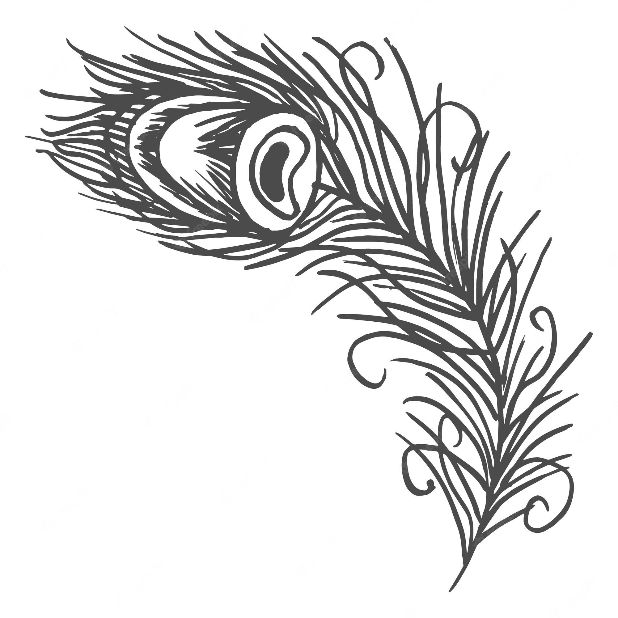 Hand-drawn black-and-white peacock feather with eye pattern and ornate barbs.