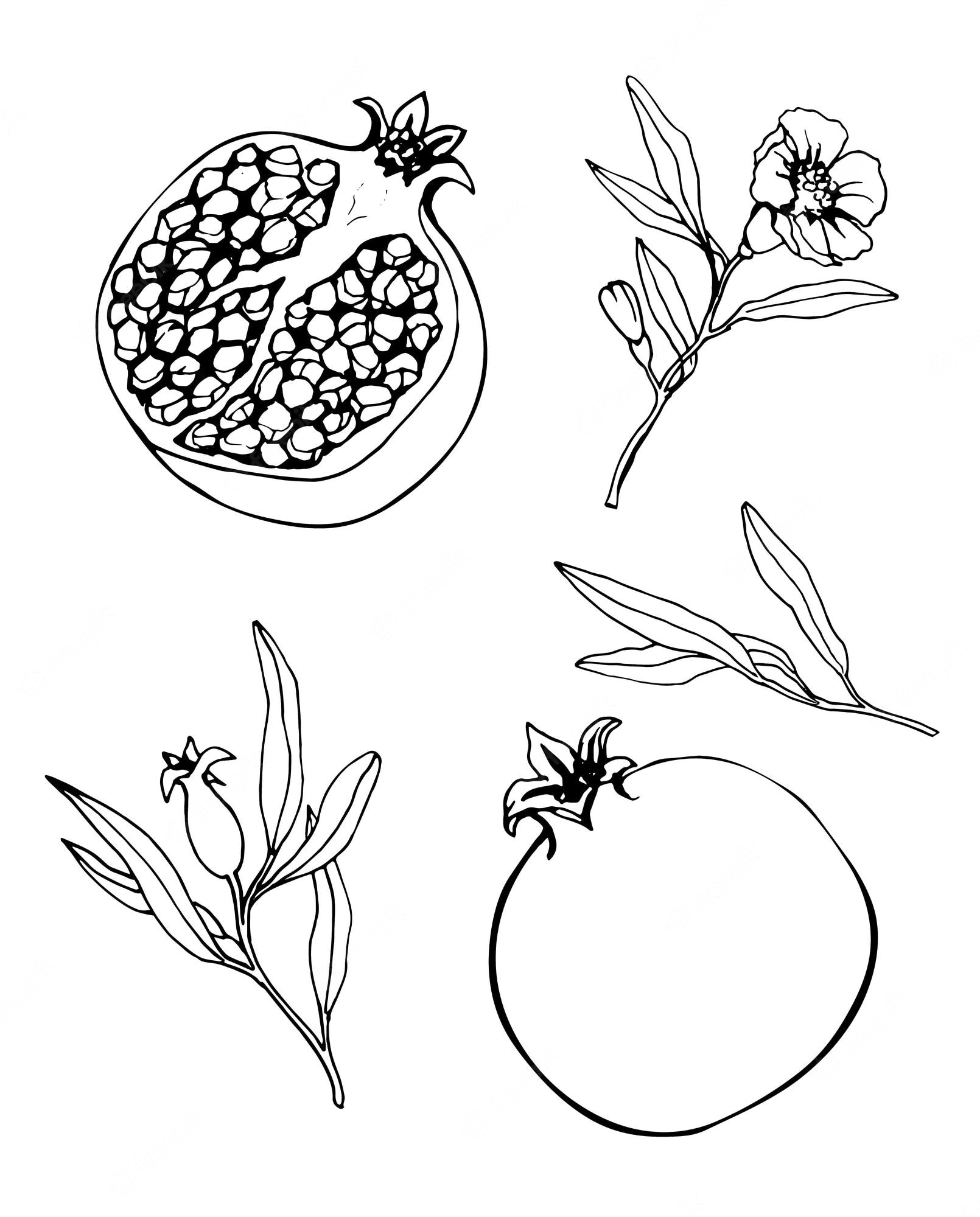 Pomegranate Botanical Illustration - Free Line Art for Design & Education