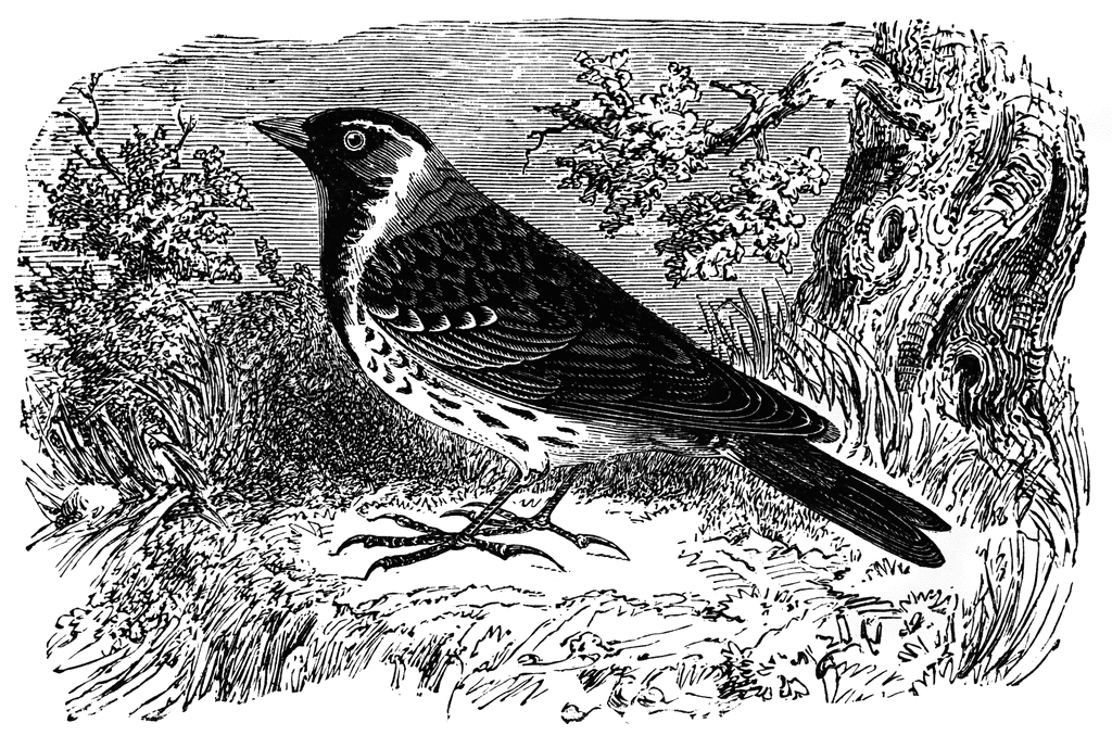 A detailed black-and-white engraving of a thrush-like bird perched on ground near shrubs and a hollow tree trunk.
